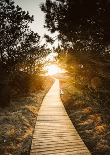 sun over a pathway between trees